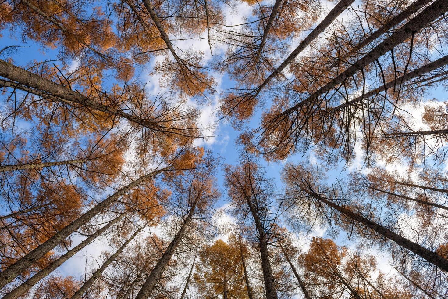 Connect with nature's tranquility in a panoramic silhouette photo of a pine meadow at dawn, capturing the calming colors of the sky and the silent beauty of the coniferous forest.