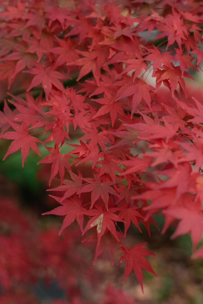 Red and orange maple leaves create a border of peace and quiet in Kyoto, Japan. A serene and idyllic depiction of fall's beauty. photo