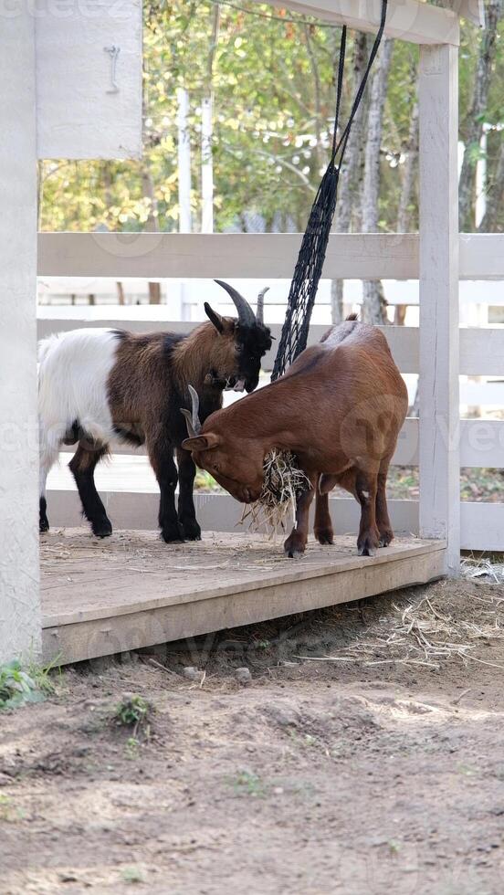 brown goats eating straw from the bag in the farm photo