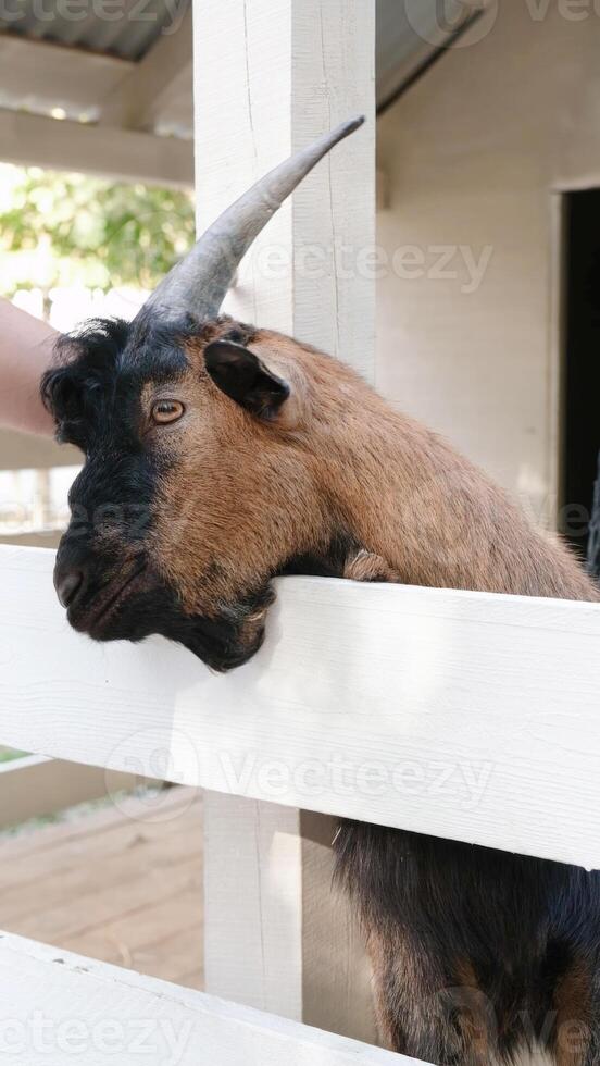 man hand petting cute brown goat in the farm photo