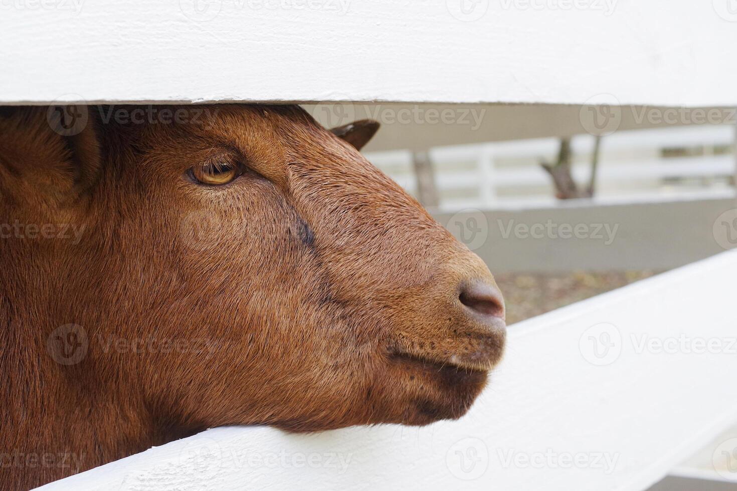 cute brown goat looking through the fence in the farm photo