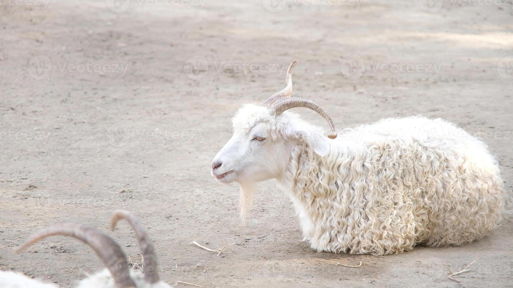 herd of white goats in the farm photo