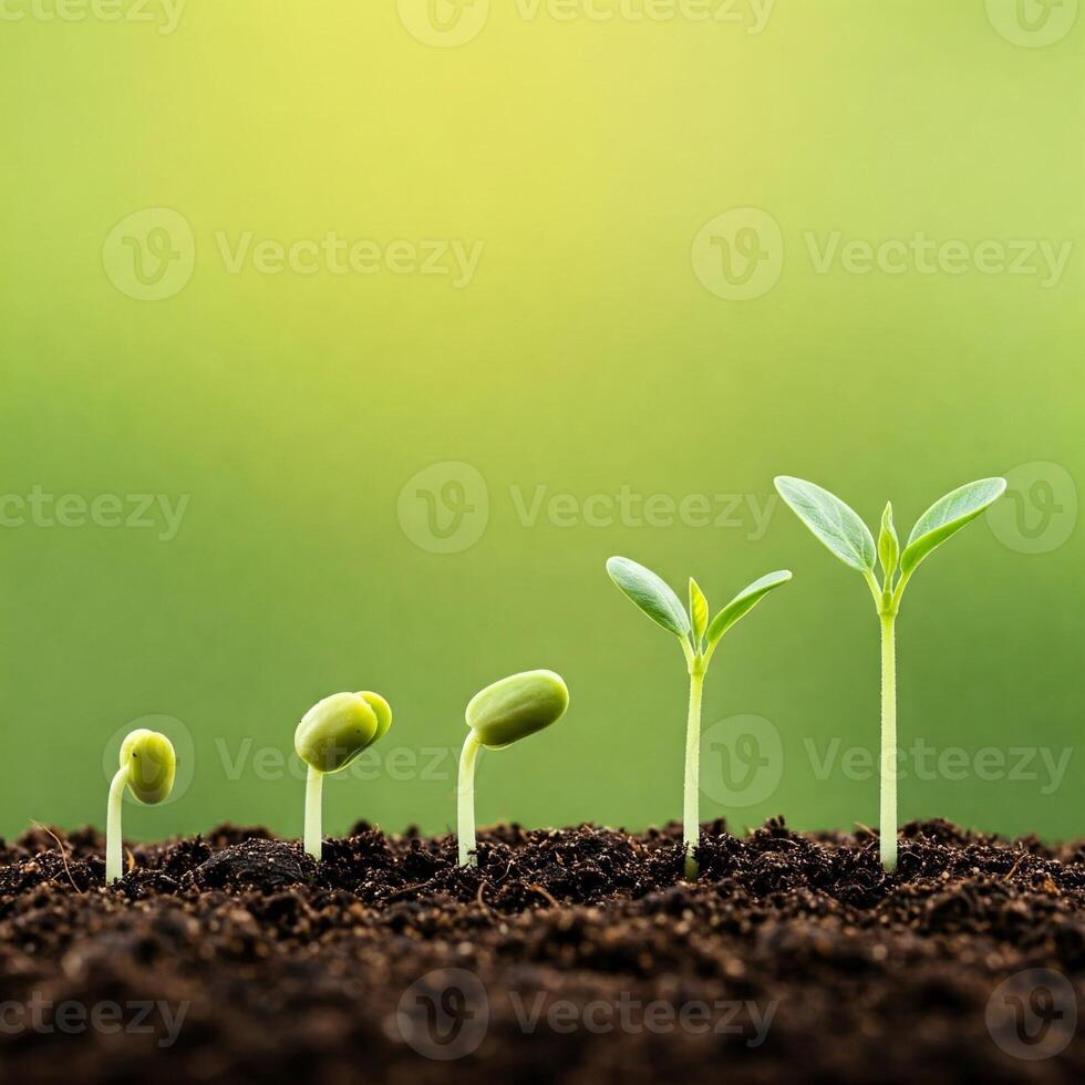 A group of young plants growing in soil photo