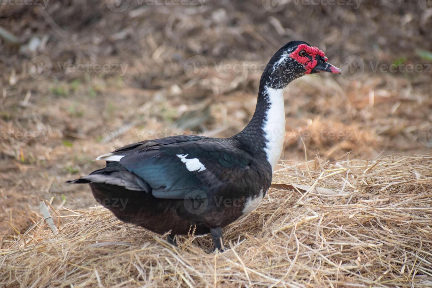 A close-up of Anas platyrhynchos, or duck, with its distinctive feathers and beak. photo