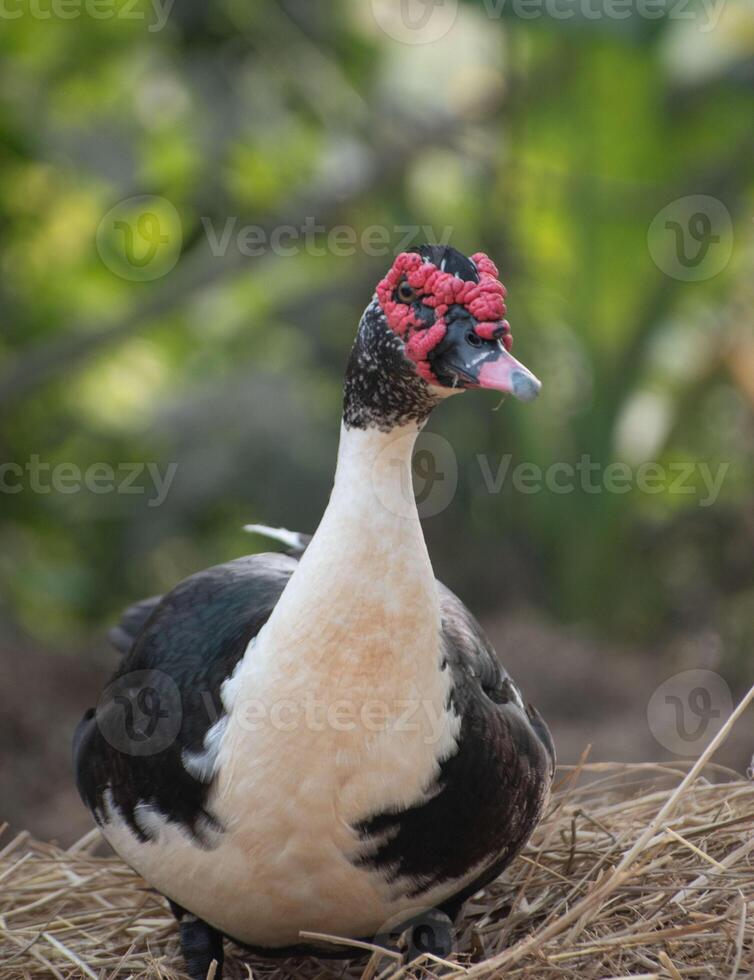 A serene image of Anas platyrhynchos, commonly known as a duck, swimming in a calm pond. photo