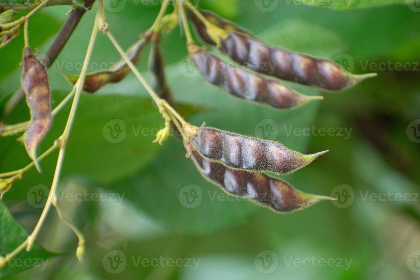 A lush Calopogonium caeruleum, commonly known as jicama, with its green leaves and vines. photo