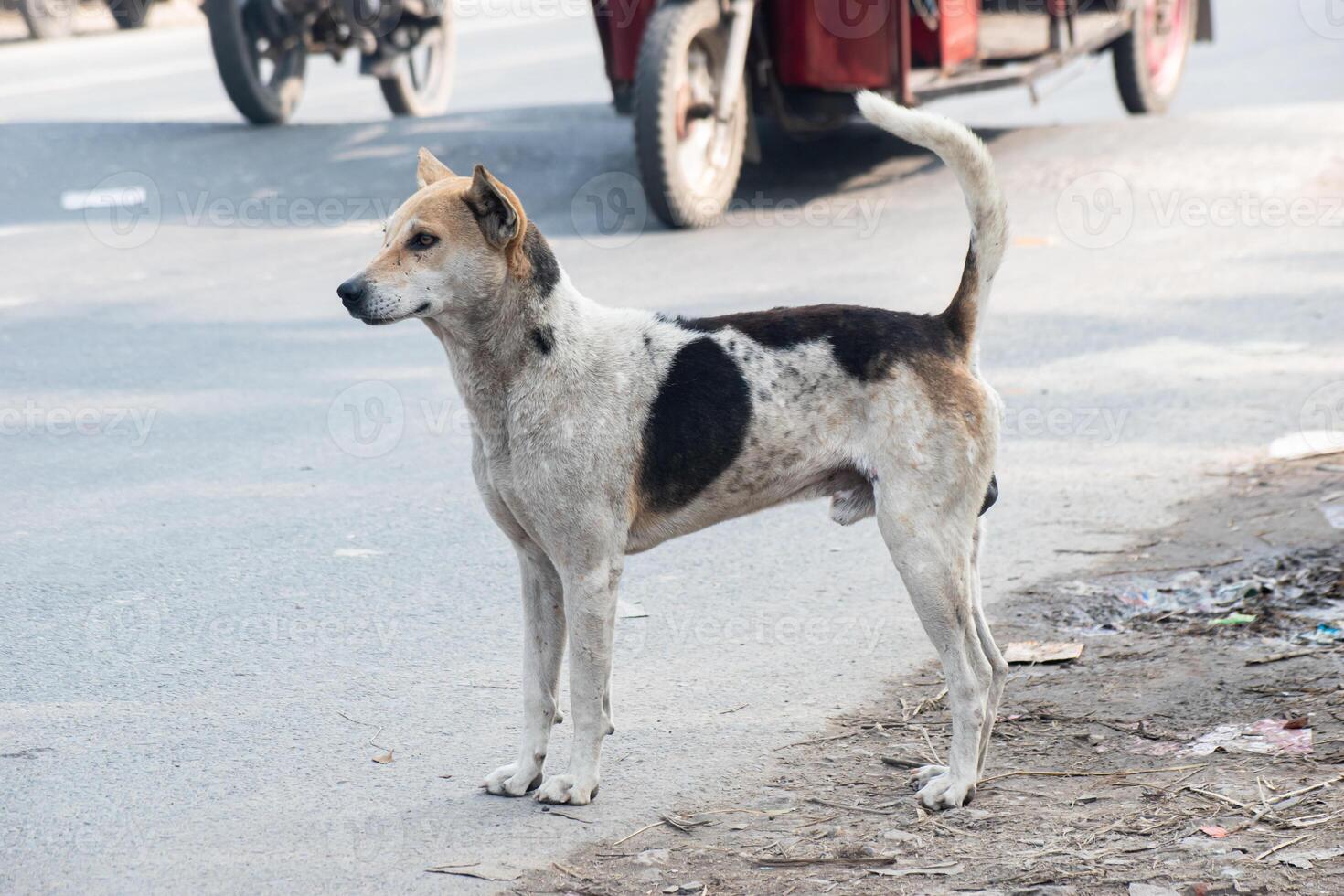 Indian Pariah Dog standing alert in a natural setting, showcasing its sturdy build and short brown coat. photo