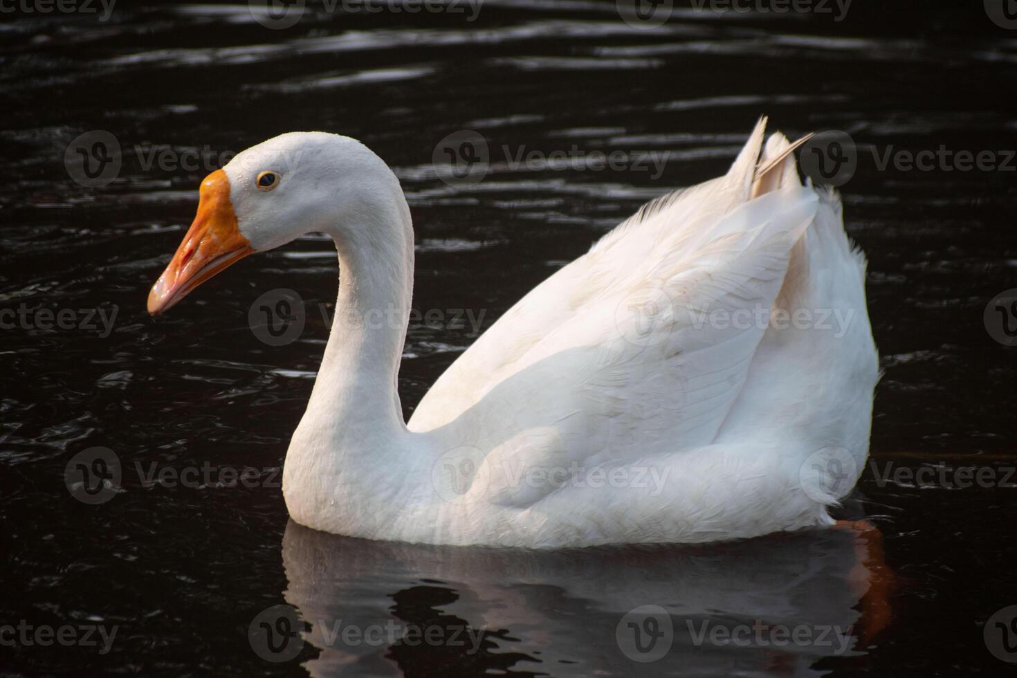 A serene Cygnus atratus, commonly known as a swan, gliding gracefully on a calm lake. photo