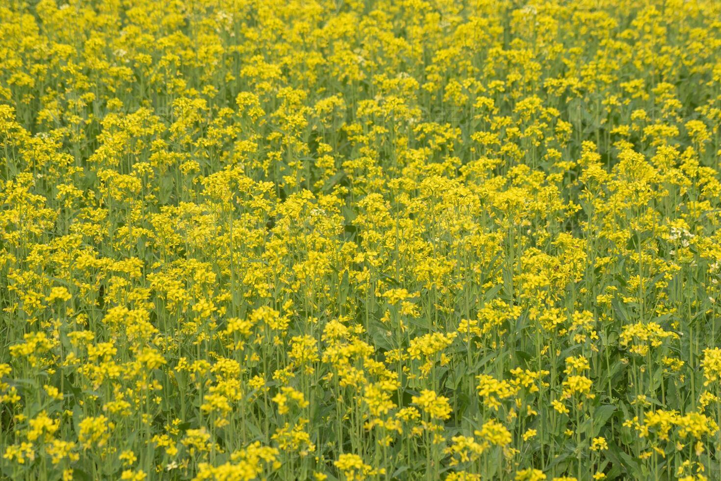 A close-up of Brassica rapa, or field mustard, showcasing its yellow blooms and green foliage. photo