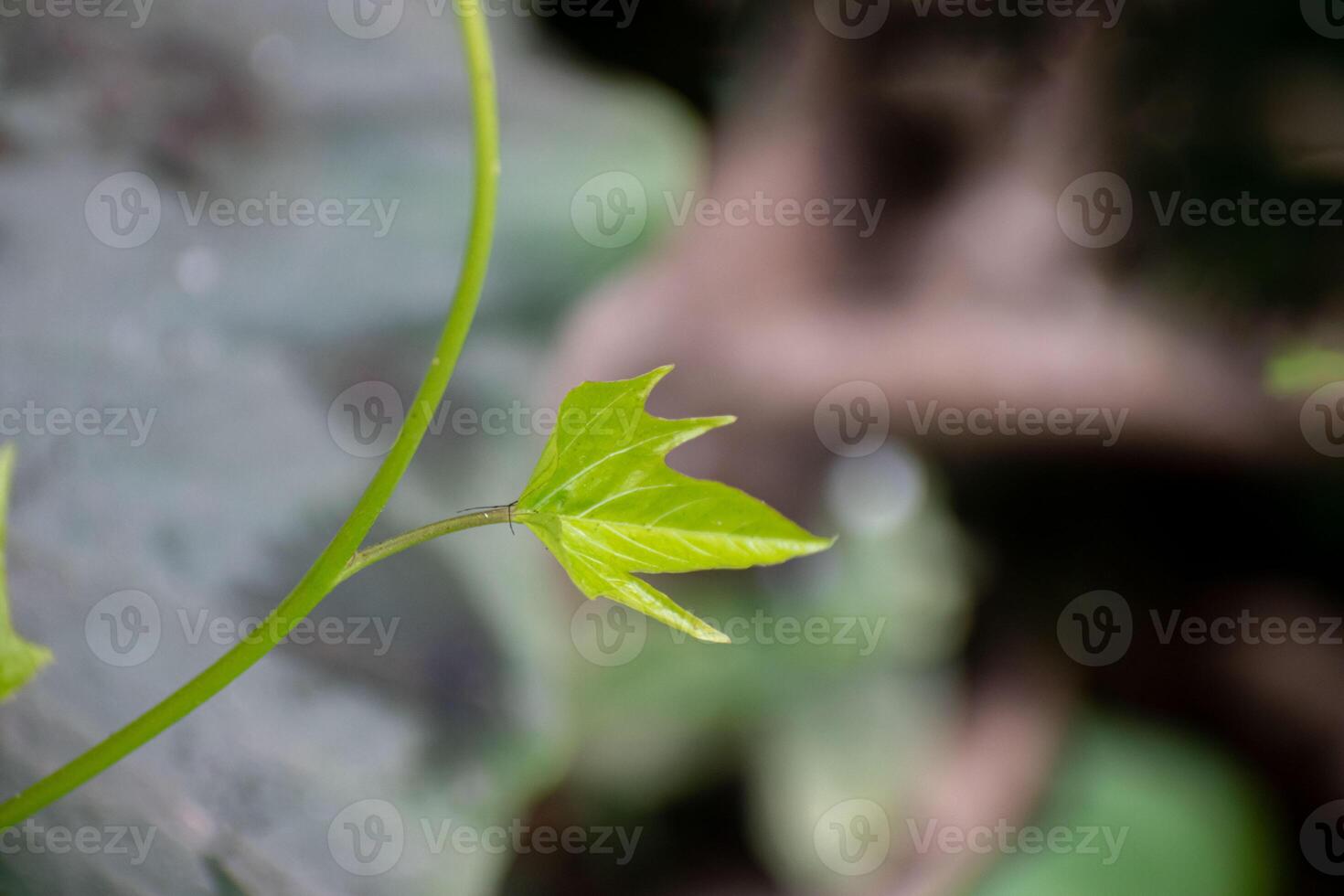 Fresh sweet potato plant with large green leaves, growing in a cultivated field under natural sunlight. photo