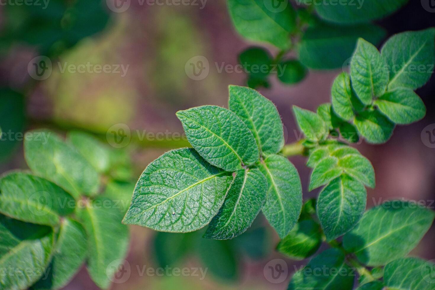 Healthy potato plant with broad green leaves and robust stems, growing in a fertile farming environment. photo