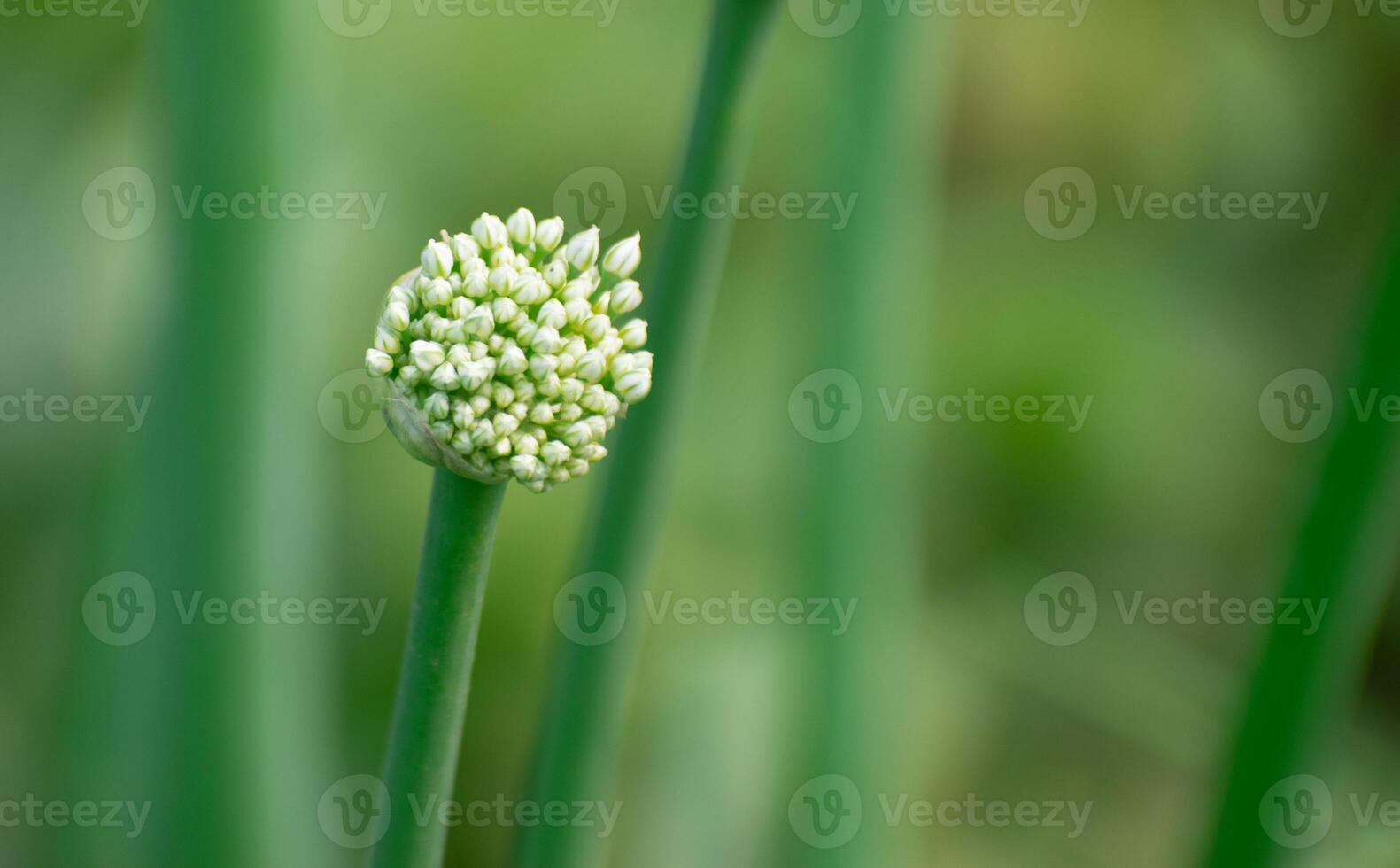A detailed view of Allium cepa, known as onion, with its textured bulb and fresh green shoots. photo