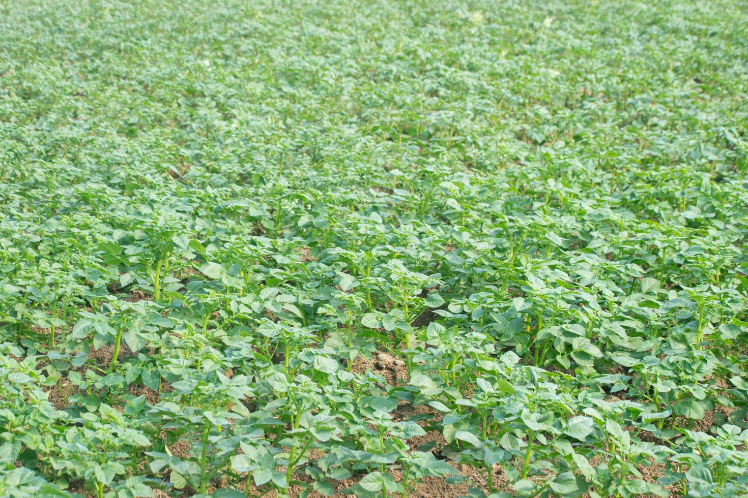 Close-up of potato plant leaves with detailed veins and deep green coloration in a cultivated field. photo