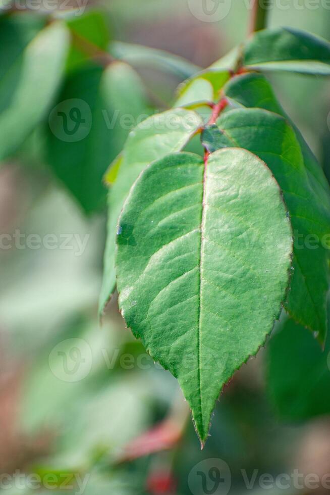 Green Leaf With Detailed Veins and Red Stem showcasing fine details and textures of its surface photo