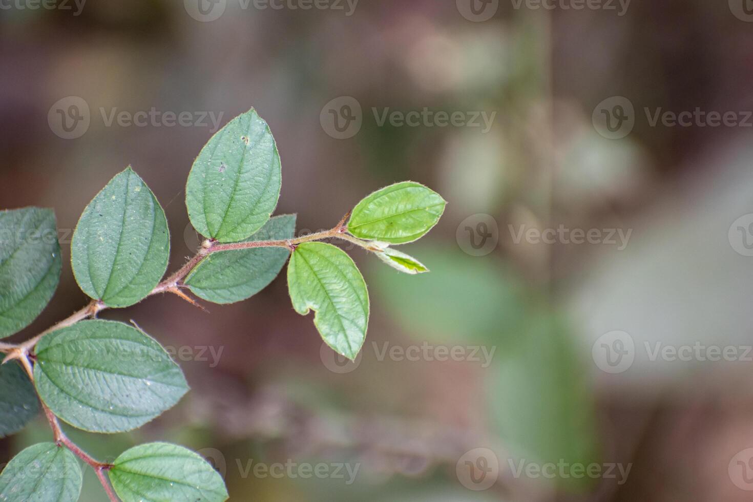 A close-up of jujube leaves showcasing their unique shape and green color. photo