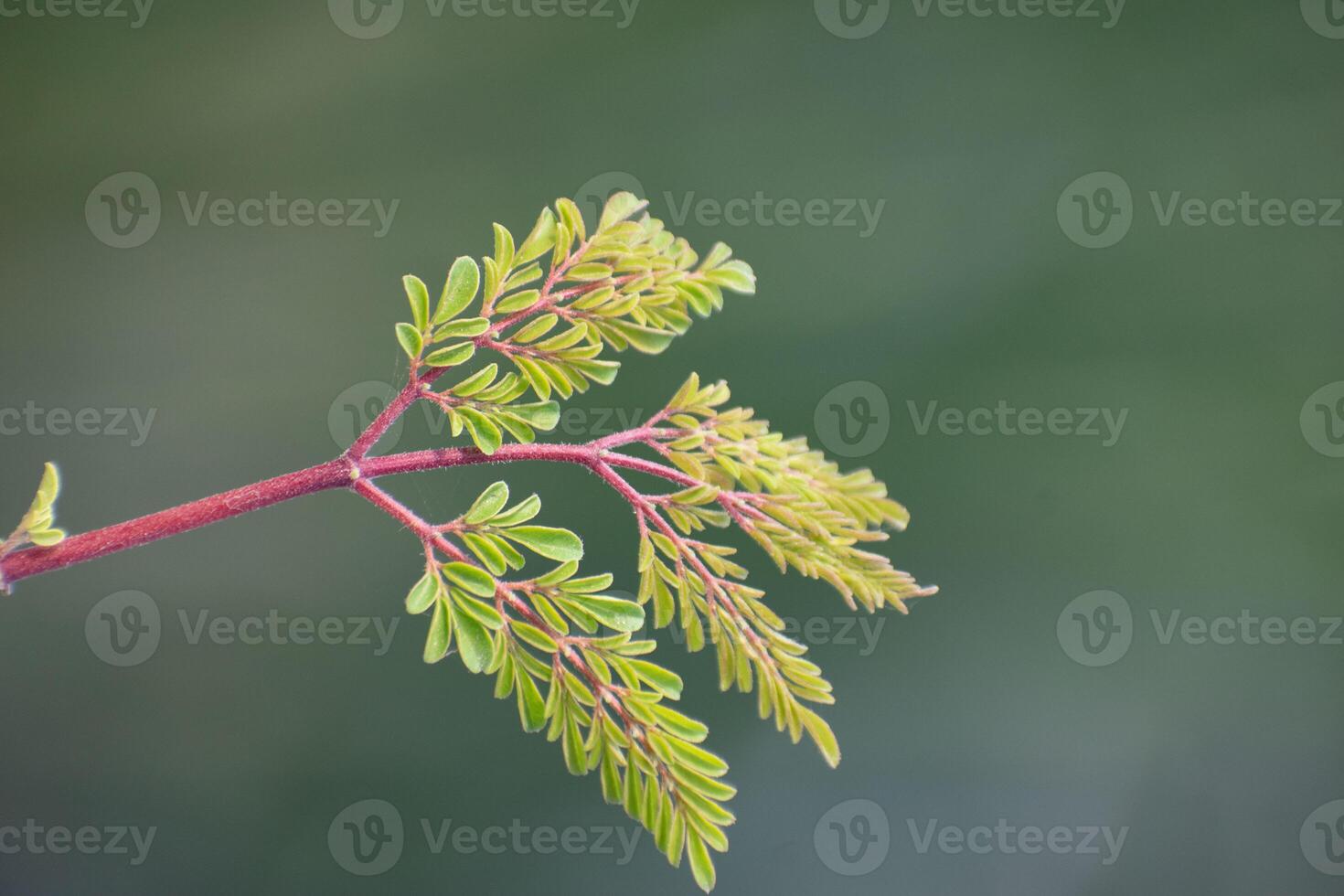 Moringa tree with lush green leaves and delicate flowers, widely known for its nutritional and medicinal properties. photo