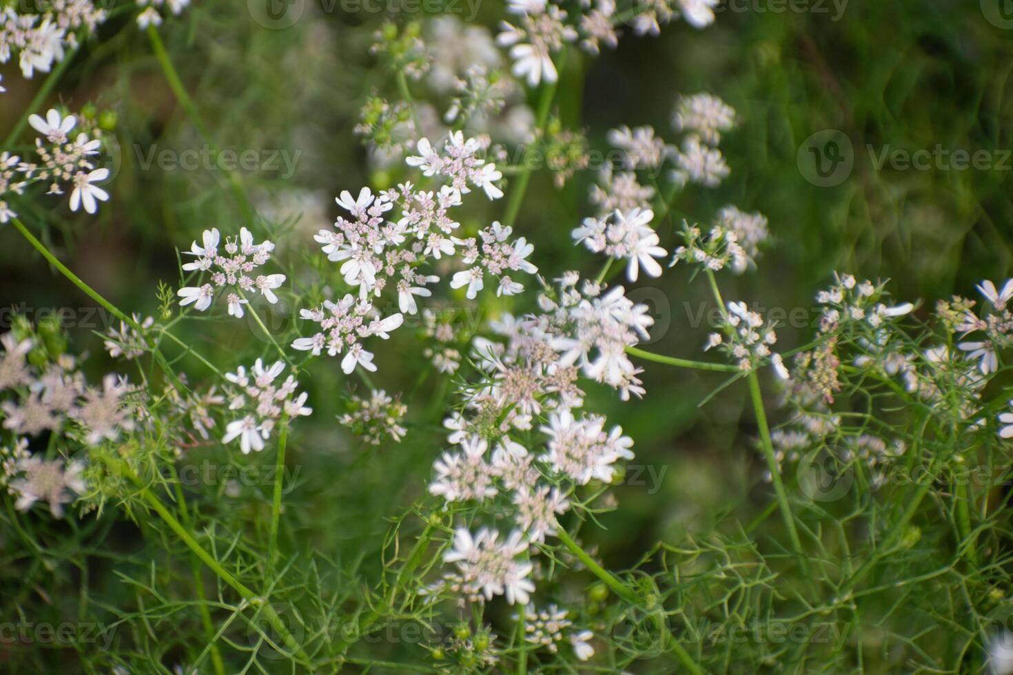 A close-up of Coriandrum sativum, or cilantro, showcasing its intricate leaves and stems. photo