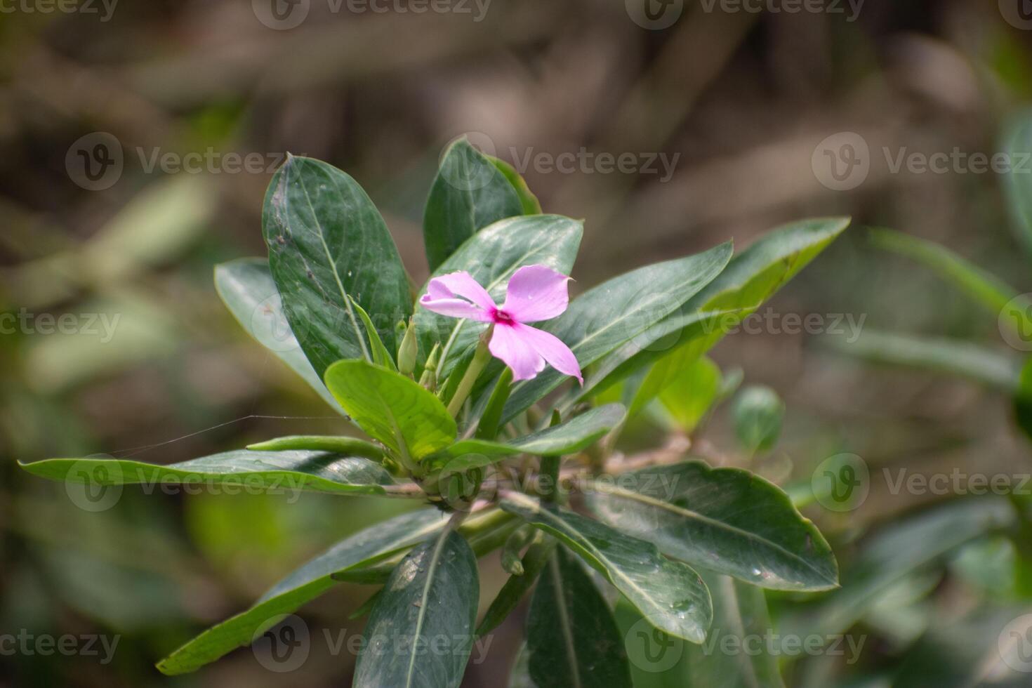 A vibrant Catharanthus roseus, commonly known as periwinkle, with its pink and white flowers. photo