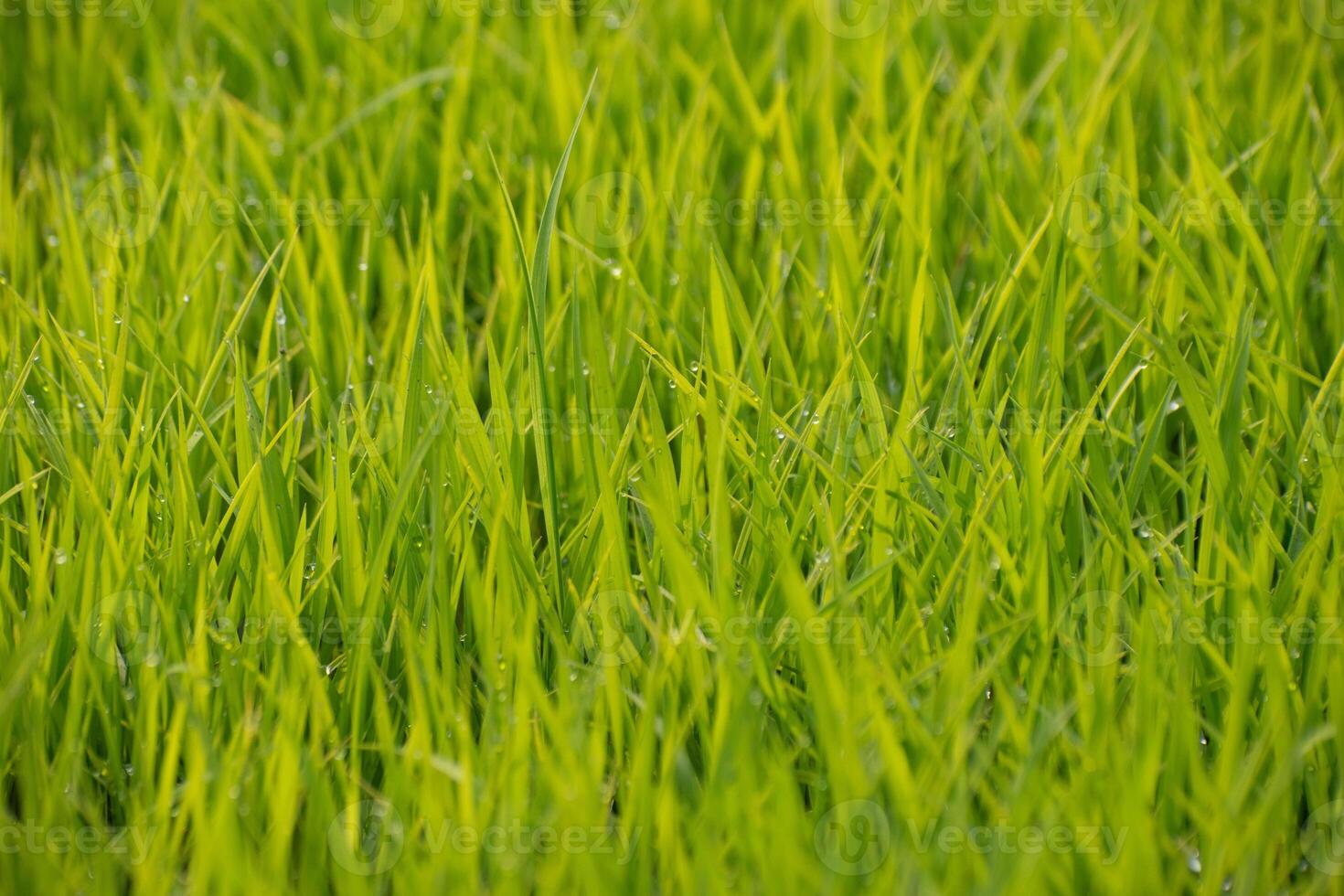 Lowland rice field with bright green rice plants growing in flooded water, representing traditional agriculture. photo