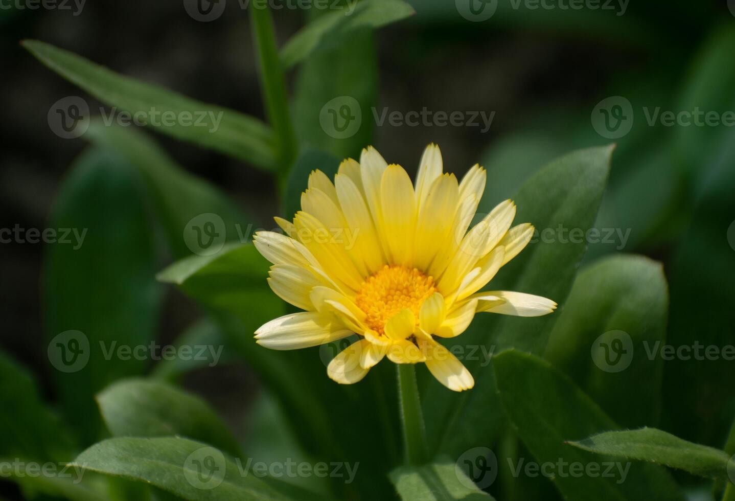 A vibrant Calendula officinalis, commonly known as calendula, with its bright orange flowers. photo