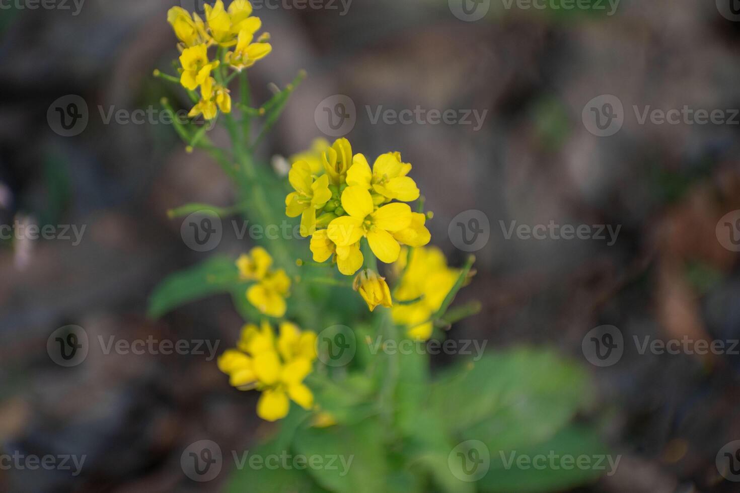 A lush field of Brassica rapa, commonly known as field mustard, with vibrant yellow flowers. photo