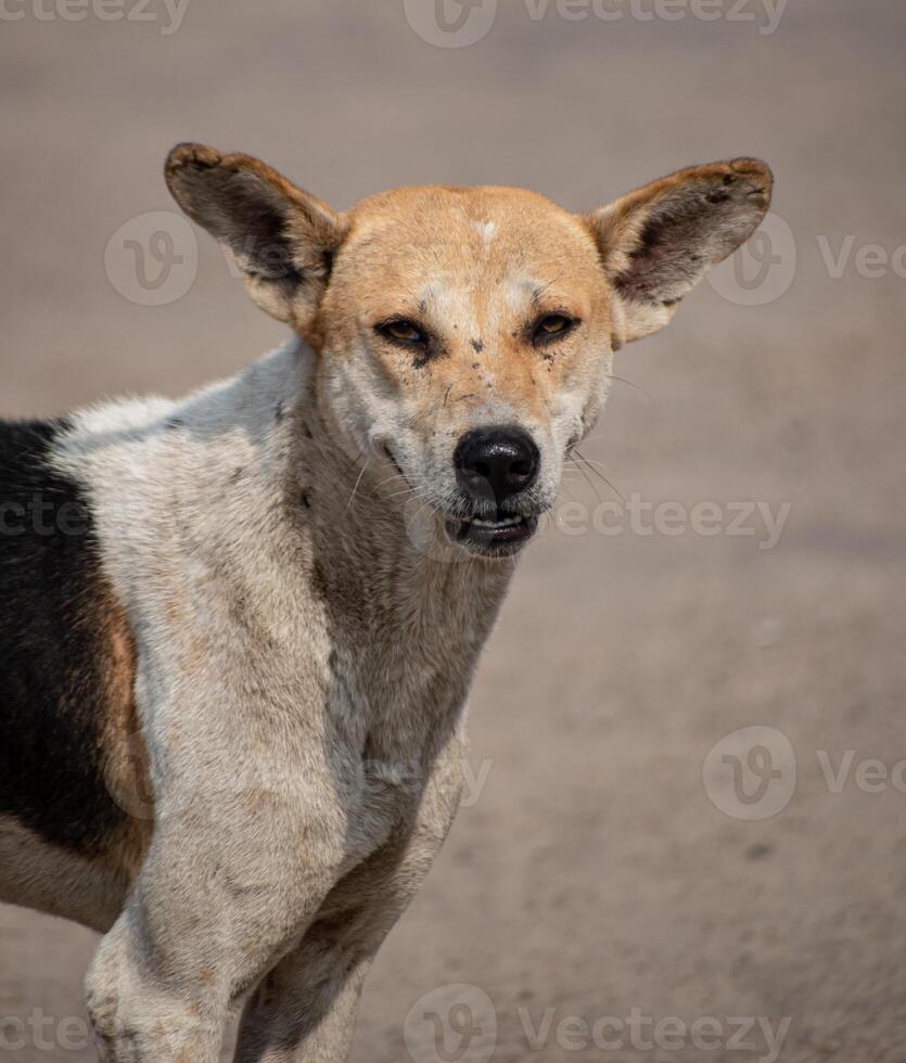 Native Indian Pariah Dog standing on a dirt path, displaying its strong build and natural adaptability. photo
