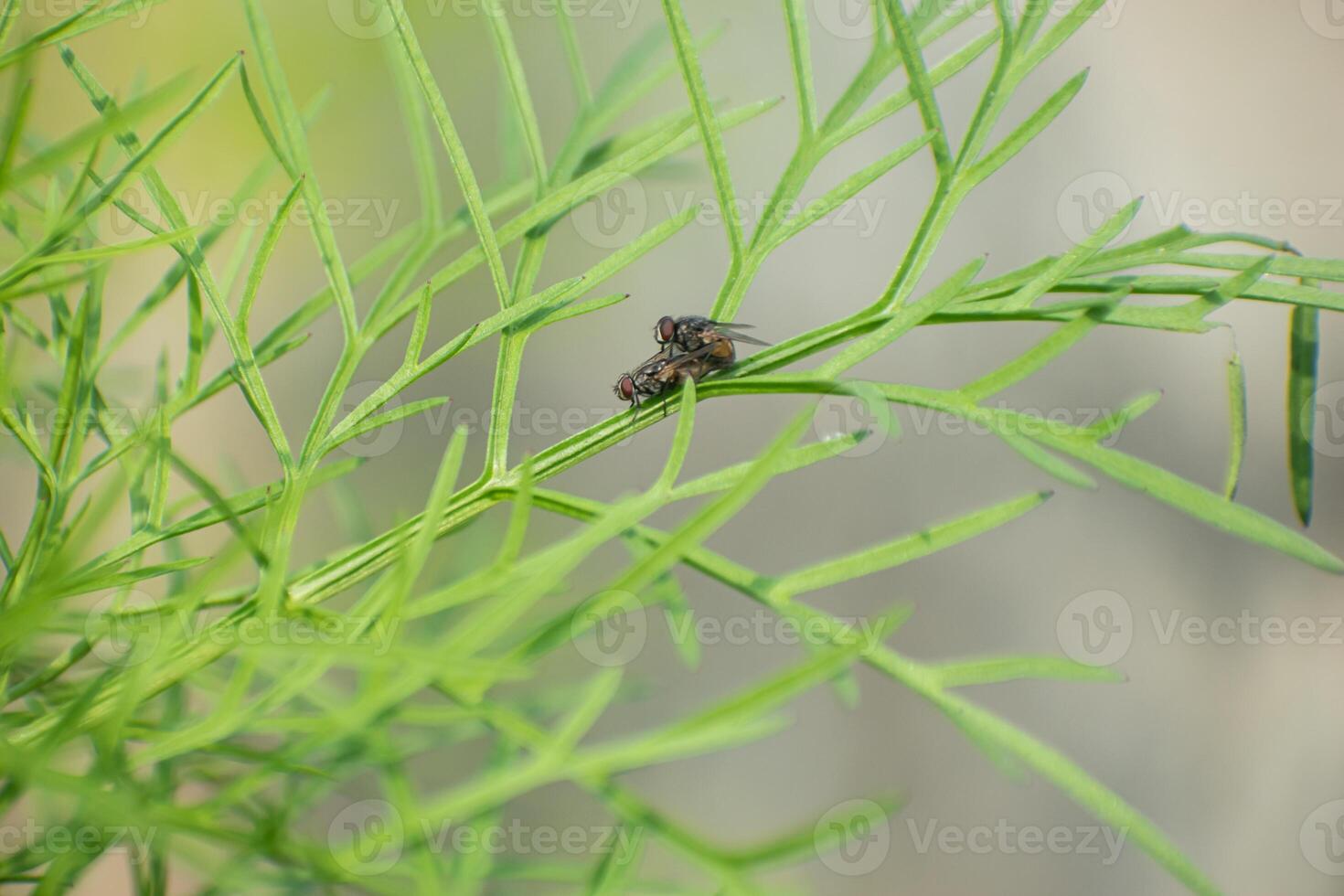 Close-up of insects mating on a Cosmos bipinnatus flower, highlighting nature's reproductive cycle. photo