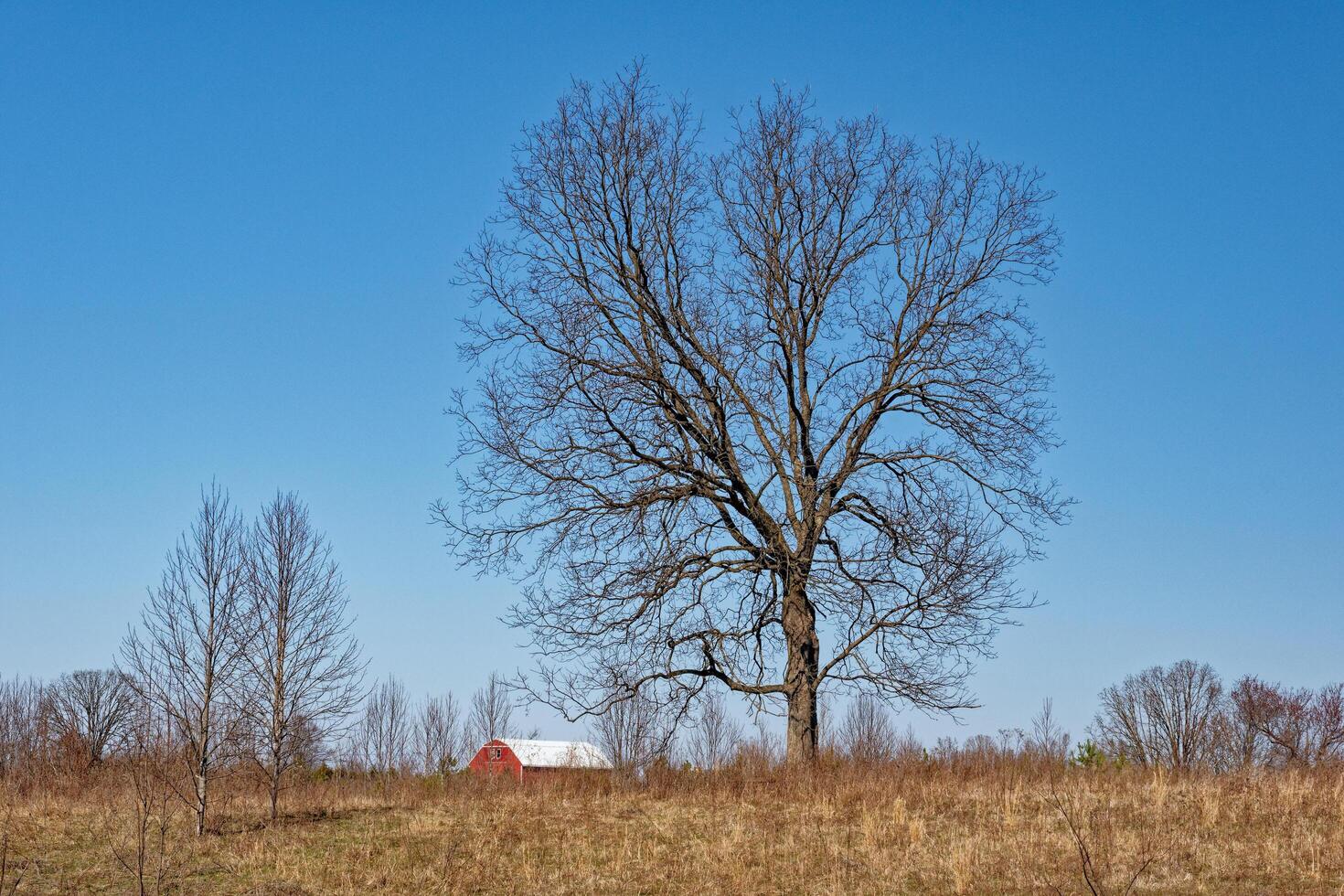 Barn with a huge tree photo