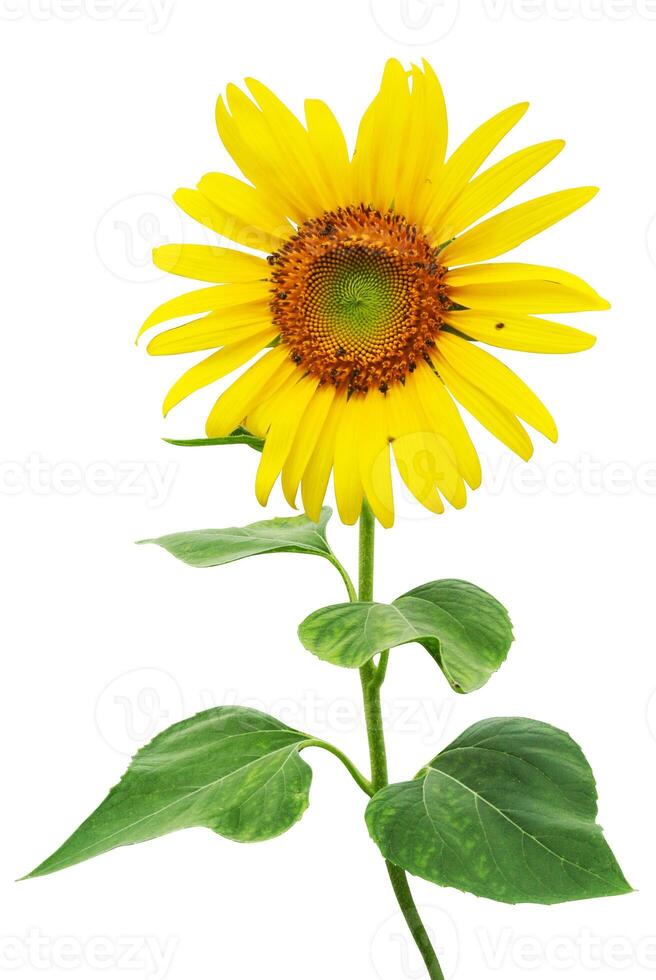 Sunflower isolated on white background. full frame sunflower clipping path isolated object. beautiful sunflower clipart for isolated , clipping path , clipart element photo