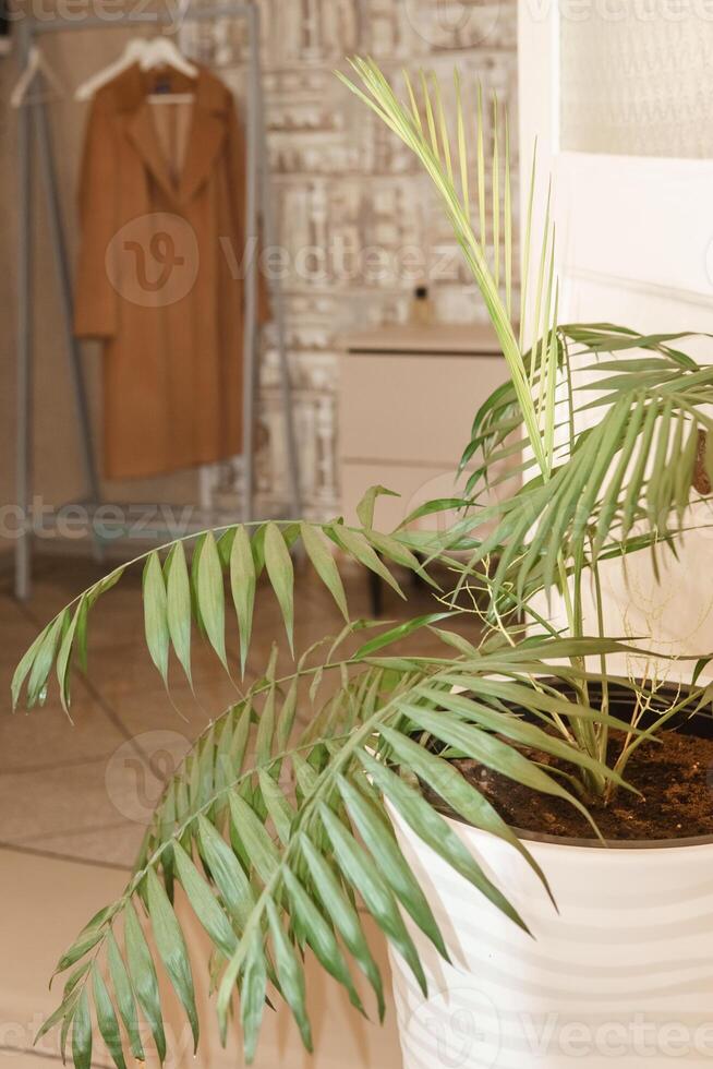 Indoor green plant in a white pot prominently displayed with a blurred coat rack in the background, creating a calm and natural atmosphere in an indoor setting. photo