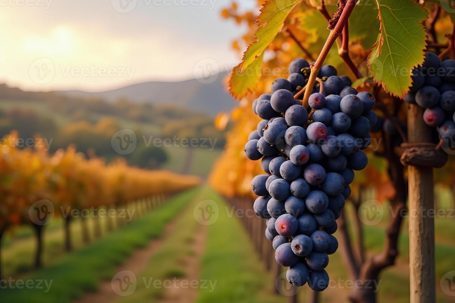 Majestic view of purple grapes dangling from lush vines, contrasting against a serene autumn vineyard landscape with rolling hills and vivid foliage. photo