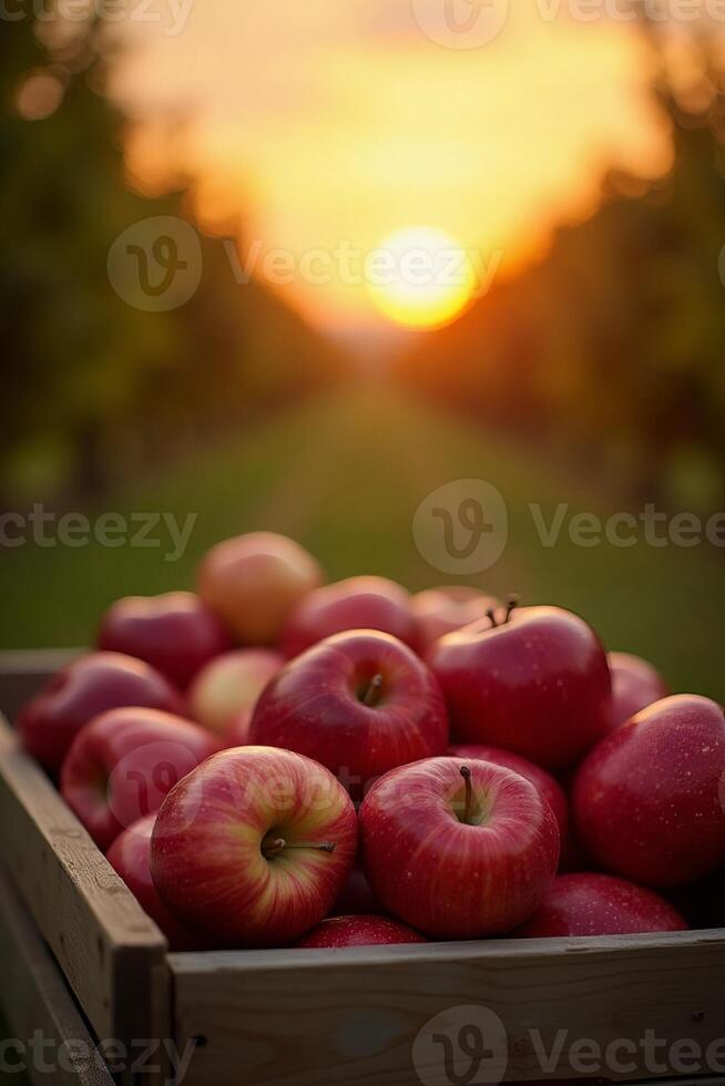 A wooden crate filled with ripe red apples placed among lush green grass with a scenic golden sunset in an expansive orchard. photo
