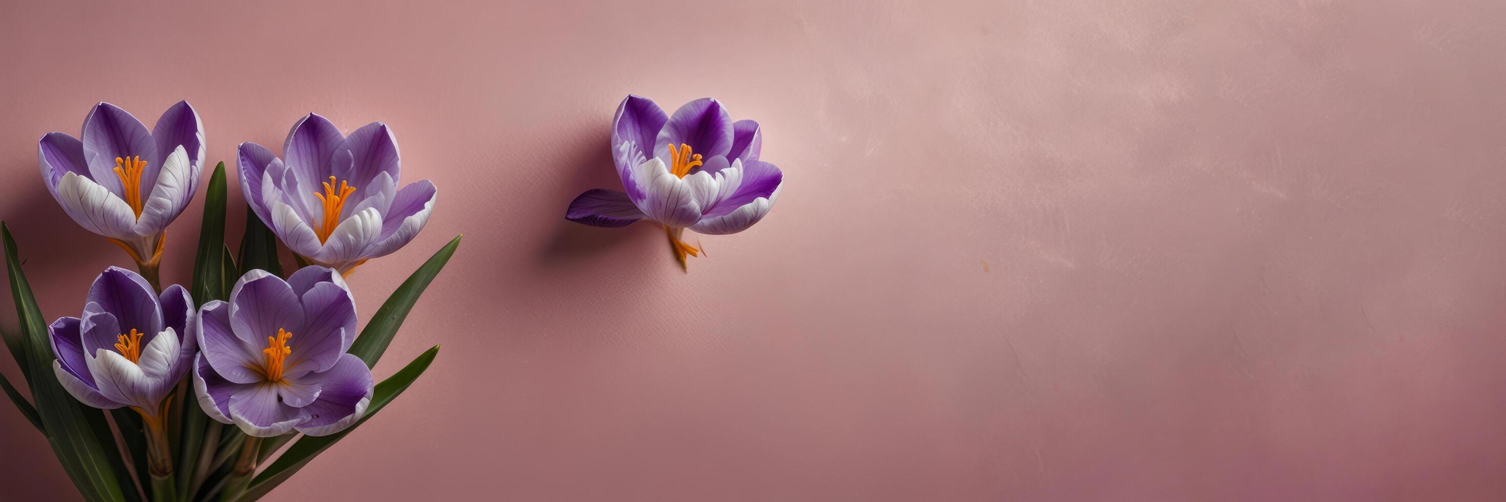 Fresh purple crocus flowers on a soft pink background. photo