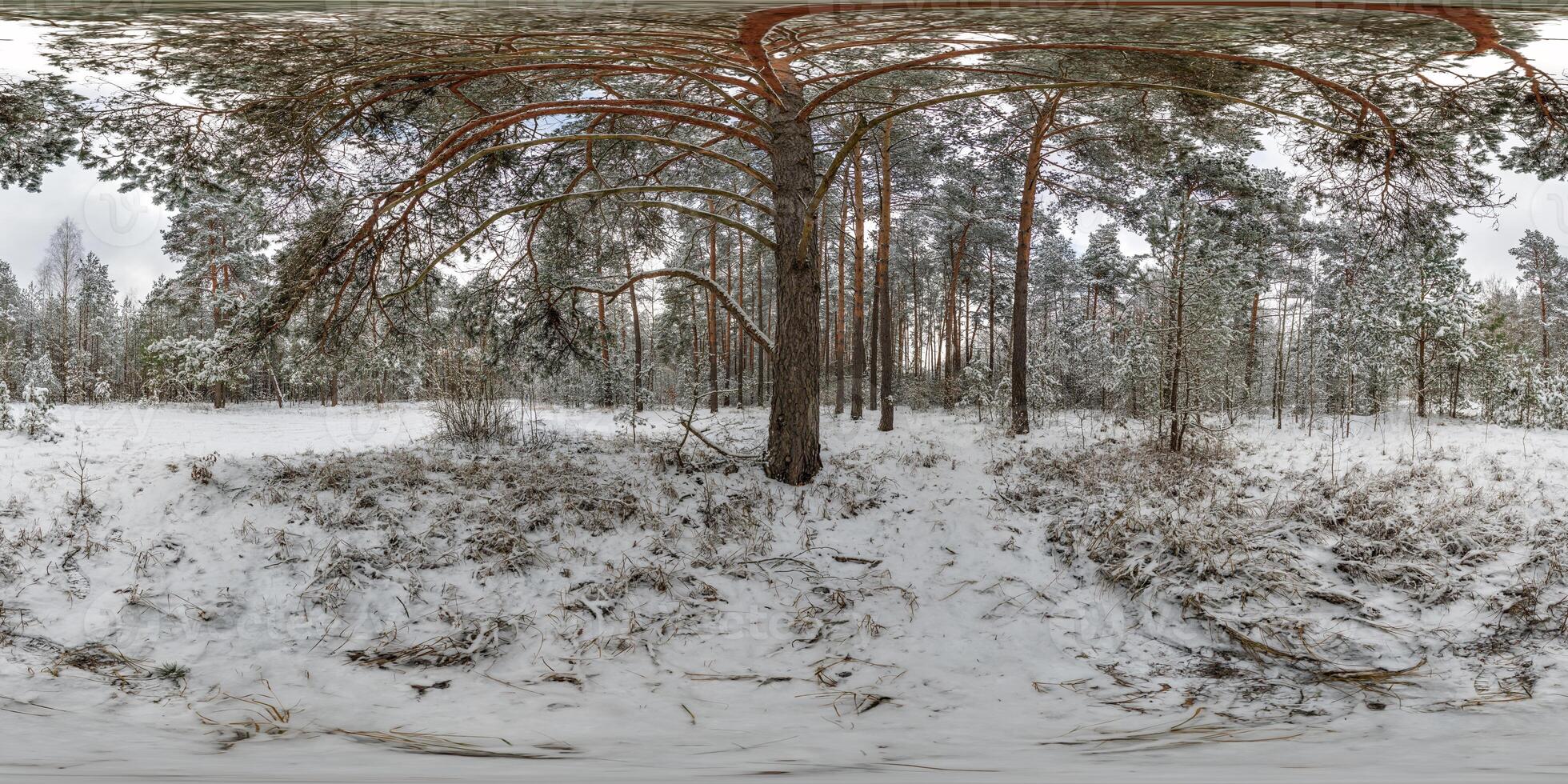 winter full spherical 360 hdri panorama view on pedestrian road in snowy forest in equirectangular projection. VR AR content photo