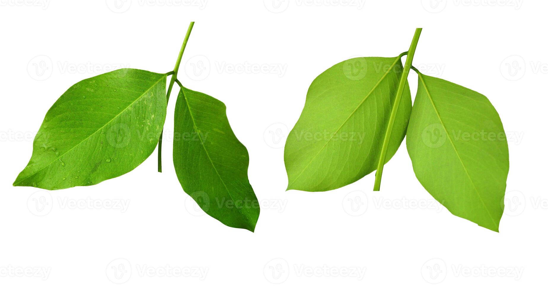 Golden shower or cassia fistula four leave on clear background with front and back side photo