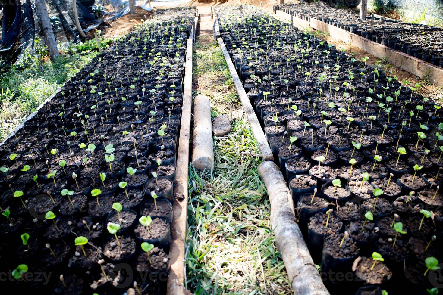 Arabica coffee nursery seedling stage 6 photo
