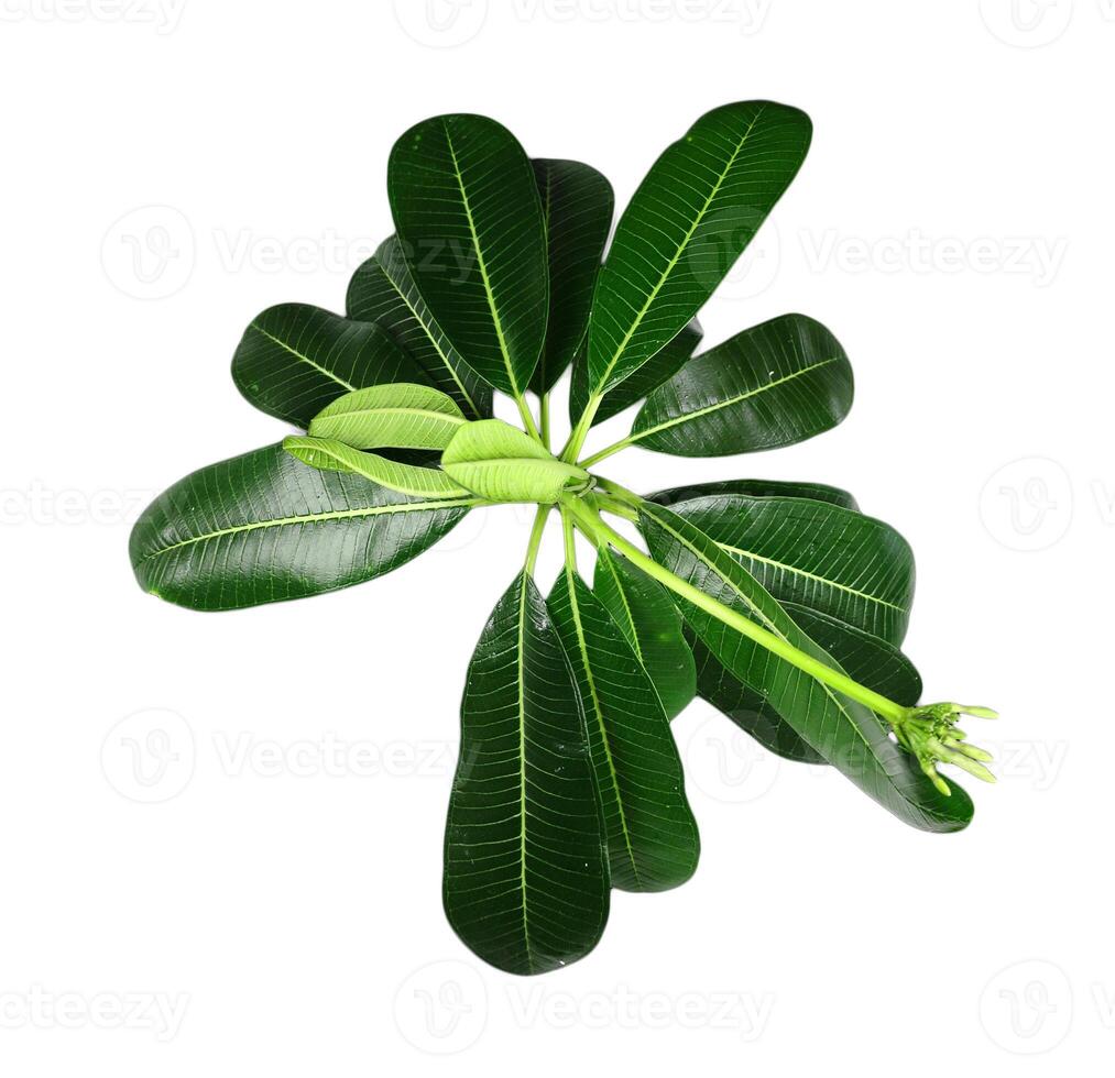 Fragipani or Plumeria leave on clear background, it is national flower of Laos for decoration photo
