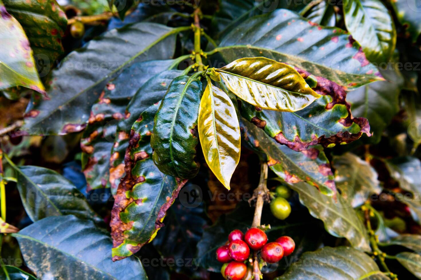 arabica coffee planation garden in Laos 33 photo