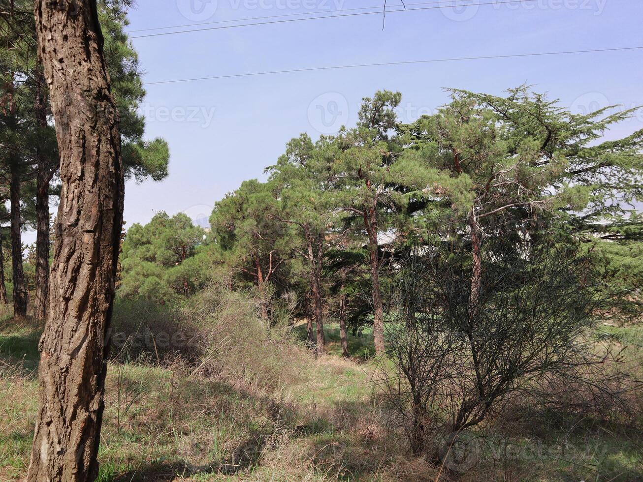 Lush green forest scene with tall trees and sunny skies photo