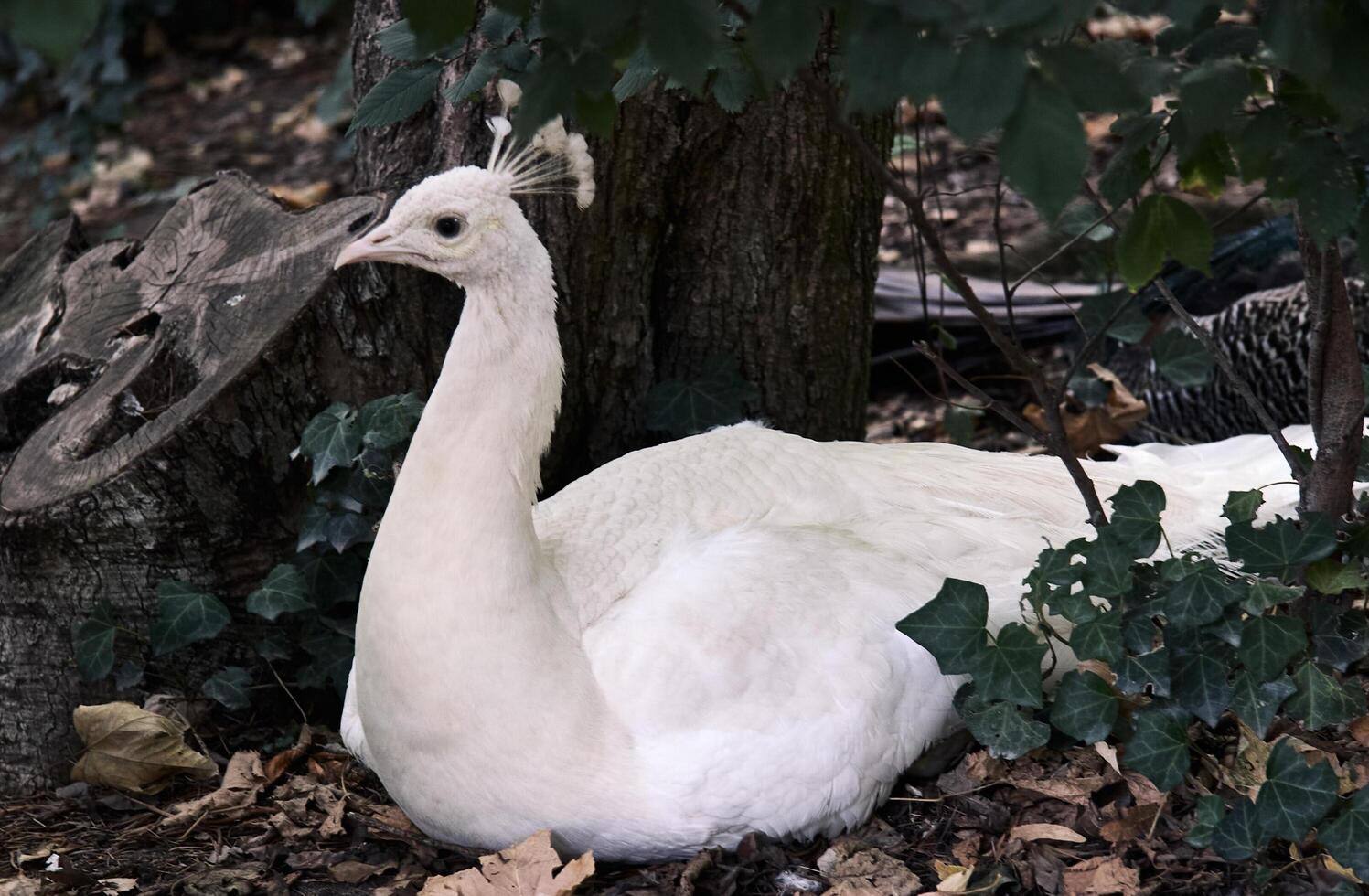 A white peacock sitting on the ground near some leaves photo