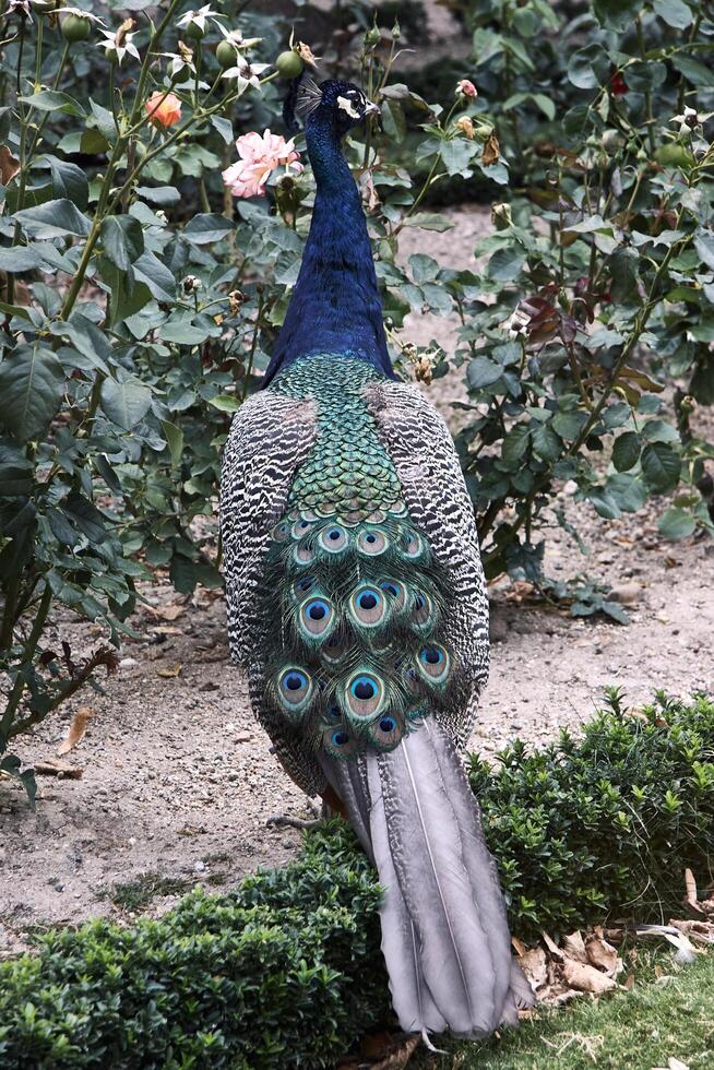 A peacock is walking in a garden photo