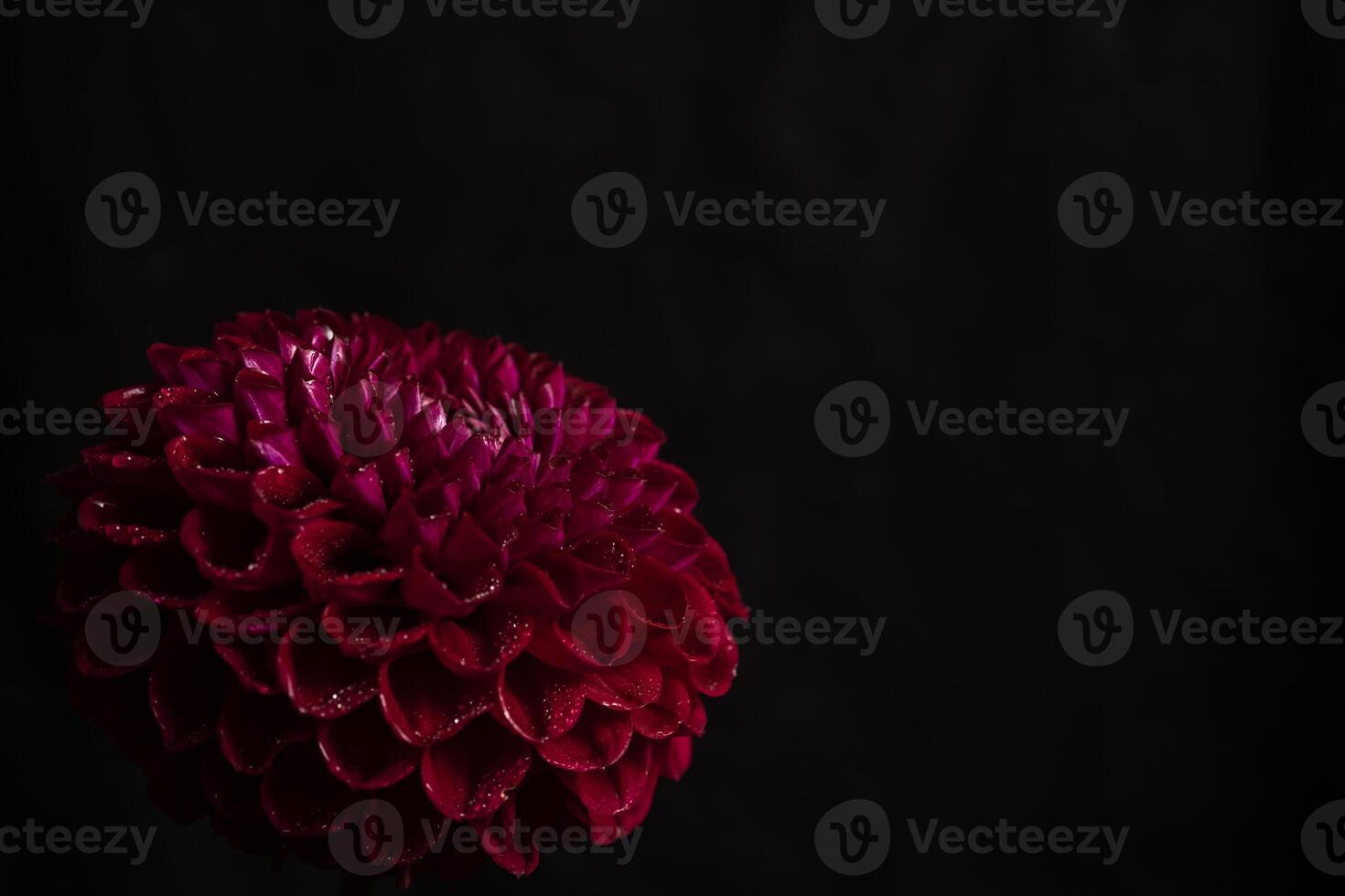 Vibrant Red dahlia Flower on Black Background. Copy space photo