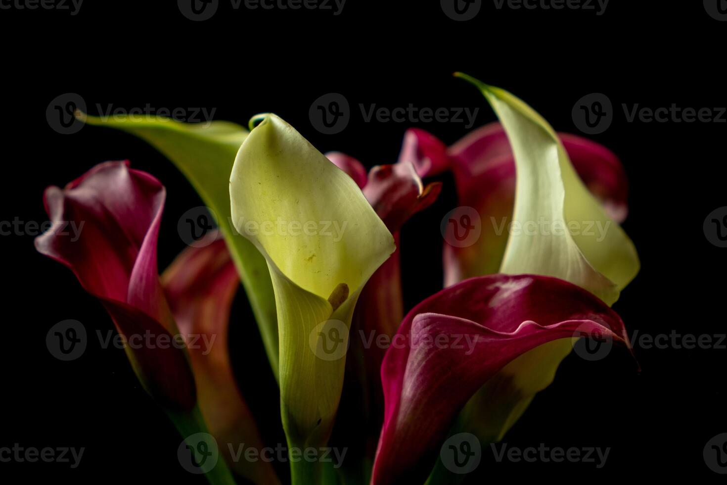 Vibrant Calla Lily Bouquet on a black background. Blur and selective focus photo