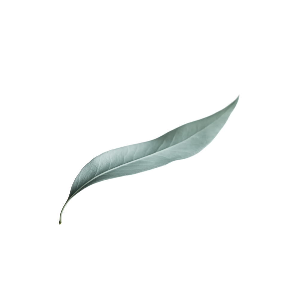 Elegant leaf portrait showcasing delicate texture and slender form against a contrasting dark backdrop Nature's simple beauty png