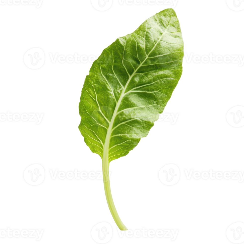 Vibrant Green Leaf A single fresh green leaf isolated on a transparent background showcasing its intricate vein structure png