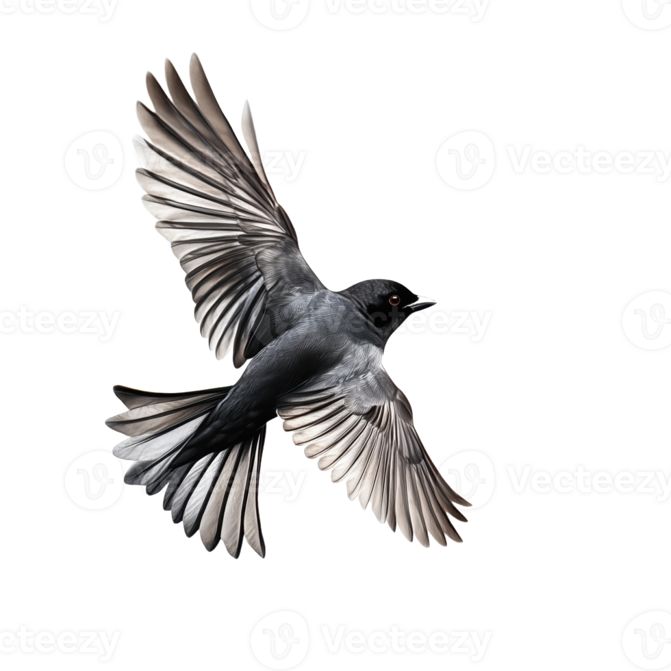 A gray bird in flight soars with grace Its wings are spread wide feathers catching the light An image of freedom and natural beauty png