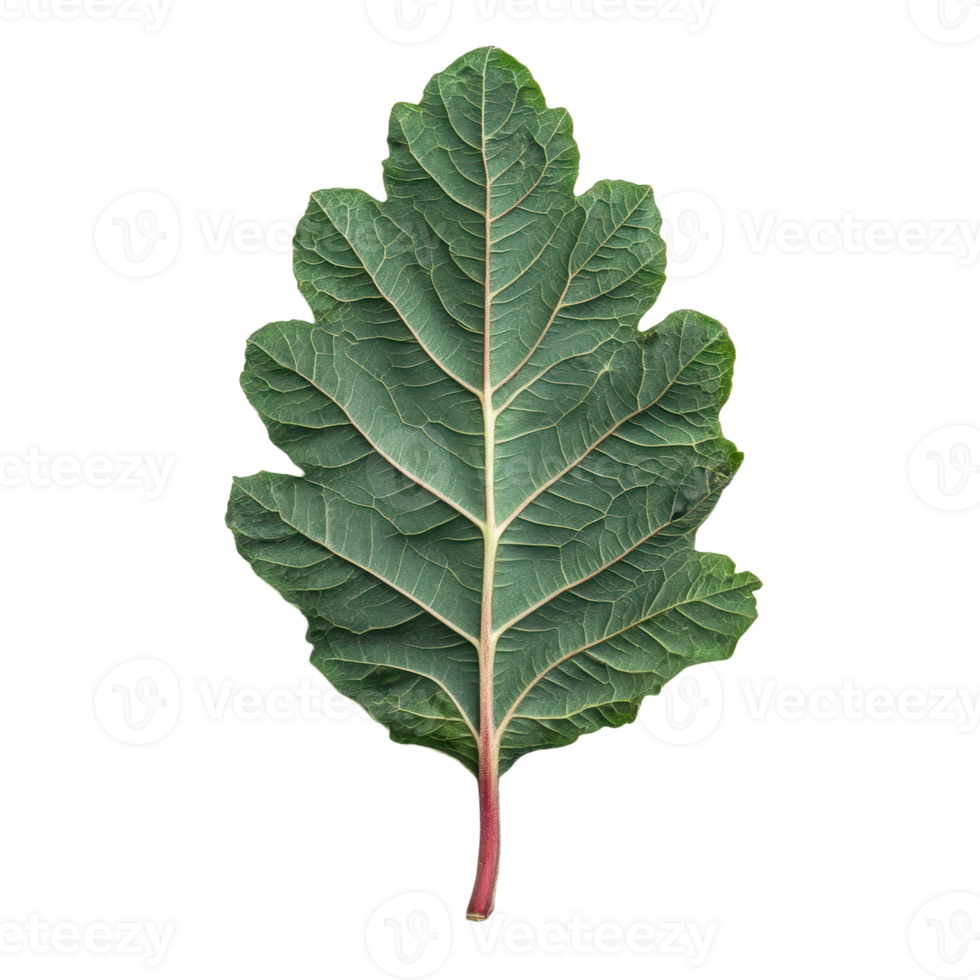 Detailed leaf with intricate vein patterns against a dark background Green tones and textures create a visually appealing botanical study png