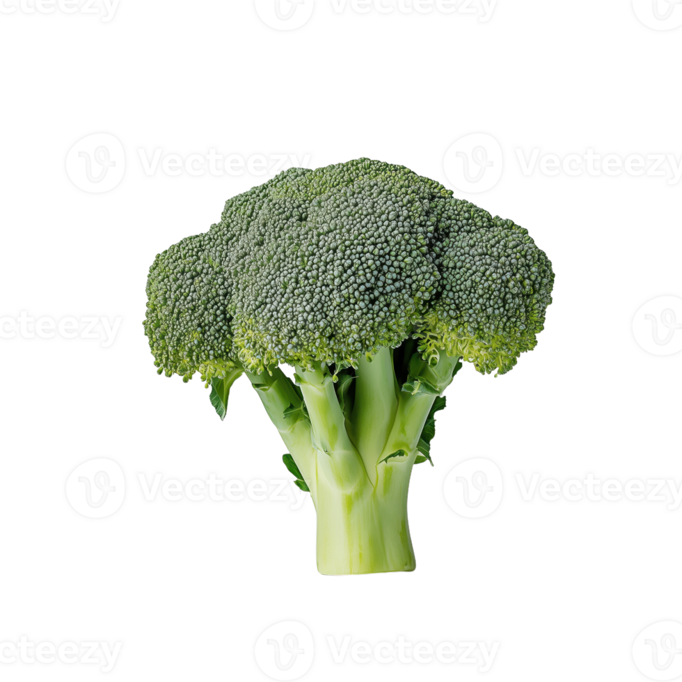 A vibrant green broccoli head stands out against a dark background highlighting its natural texture and shape Fresh and healthy eating png
