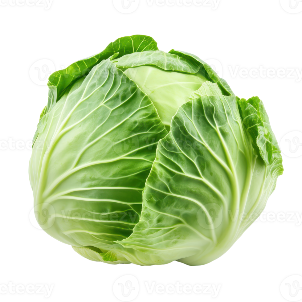 Fresh cabbage head with tightly wrapped green leaves Healthy food and vegetable source for culinary uses on a transparent background png