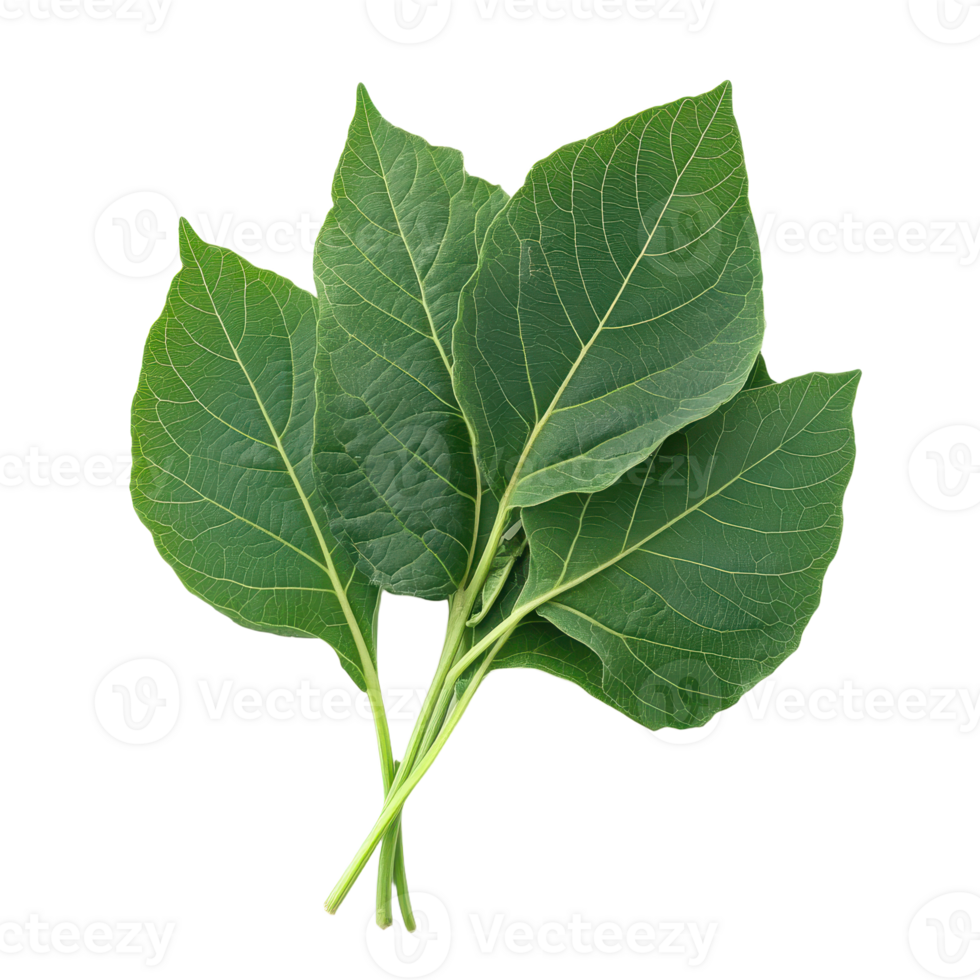 Detailed image featuring fresh green leaves with prominent veins set against a transparent backdrop Nature's beauty isolated view png